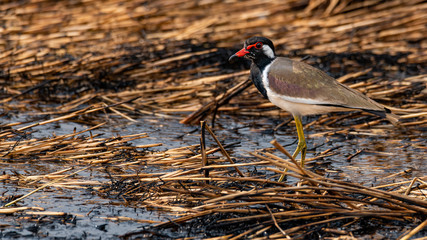 Red-Wattled Lapwing  wading on ashy mud of paddy field after harvest finding food to feed on