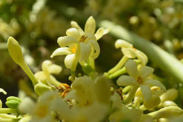 papaya flowers close up fruit, blossom nature flora field background wallpaper plant