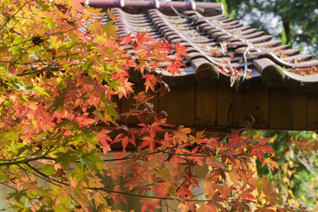 Fototapeta na wymiar Beautiful autumn scenery in Taiwan, Asia. The fallen leaves beautiful color picture, Beautiful Japanese Wooden House and Maple Red Leaves at Fushoushan, Taichung, Taiwan
