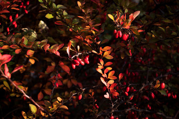 berries of barberry on branches with red-yellow and green leaves; autumn scene