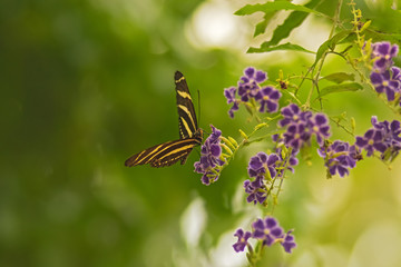 Butterfly Heliconius charitonius or zebra butterfly on purple flowers. Habitat region South America. Selective focus. Blurred background