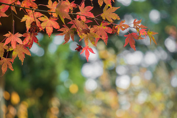 Beautiful autumn scenery in Taiwan, Asia. The fallen leaves beautiful color picture, Beautiful Japanese Wooden House and Maple Red Leaves at Fushoushan, Taichung, Taiwan