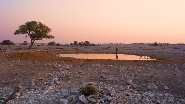 Giraffe close to Okaukuejo camp waterhole in the Etosha National Park in Namibia in Africa.