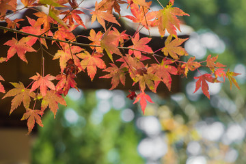 Beautiful autumn scenery in Taiwan, Asia. The fallen leaves beautiful color picture, Beautiful Japanese Wooden House and Maple Red Leaves at Fushoushan, Taichung, Taiwan