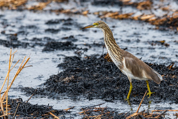 Indian Pond Heron wading on ashy mud of paddy field after harvest finding food to feed on