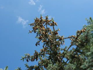 Top of Christmas tree with lots of cones. Blue sky.