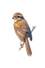 Brown Shrike perching on a perch looking into a distance isolated on white background