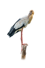 Asian openbill stork perching on a stump, looking into a distance isolated on white background