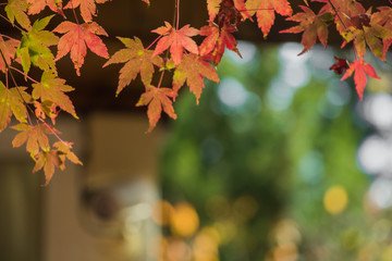 Beautiful autumn scenery in Taiwan, Asia. The fallen leaves beautiful color picture, Beautiful Japanese Wooden House and Maple Red Leaves at Fushoushan, Taichung, Taiwan