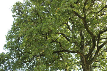 Large oak tree with green leaves from below