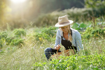 Farmer woman working in agricultural organic field