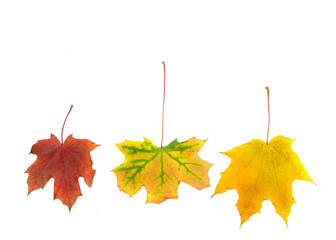 Three dry maple leaves on a white background