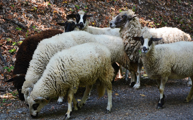 Obraz premium flock of sheep