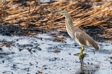 Indian Pond Heron wading on ashy mud of paddy field after harvest finding food to feed on