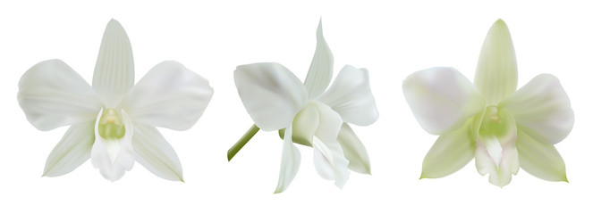 White orchid flowers isolated on white background (different angles). Vector illustration for decoration wedding or holiday invitation card. © Shiny777