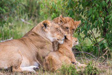 Lion with cubs lying down in the grass and rests