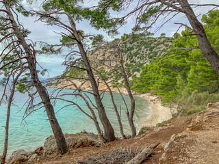 Pine Trees waterfront view, in Makarska riviera, Dalmatia region of Croatia