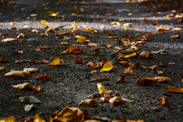 autumn leaves on ground