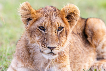 Naklejka na ściany i meble Lion Cub lying and watching the savannah
