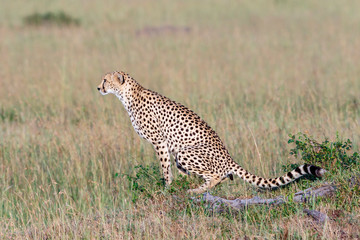 Cheetah sitting and shitting in the grass