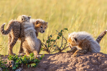 Playful young Cheetah cubs on termite mold in Africa
