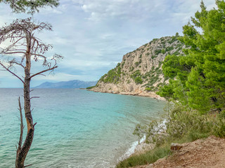Pine Trees waterfront view, in Makarska riviera, Dalmatia region of Croatia
