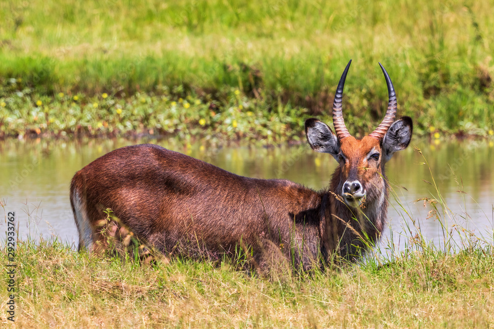 Sticker Beautiful Waterbuck at a water hole on the savanna