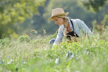 Naklejka na ściany i meble Farmer woman working in agricultural organic field