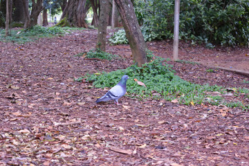 pombo em um parque de São Paulo com folhagens