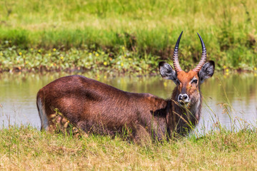 Beautiful Waterbuck at a water hole on the savanna