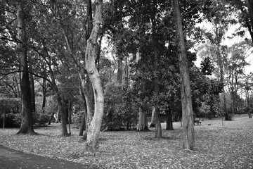árvores em um parque, foto em preto e branco