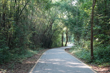 road in the forest