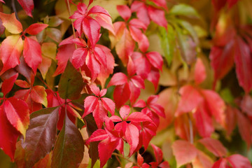 Colorful red Leaves of a Virginia creeper (Parthenocissus quinquefolia) Vine Plant in Autumn - obrazy, fototapety, plakaty