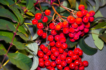 Rowan berries. Breath of autumn. Autumn background.
