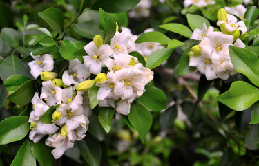 Obraz premium Orange jessamine flower blossom at tree (Murraya paniculata)