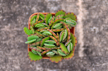 Grow up cactus in pot, Top view