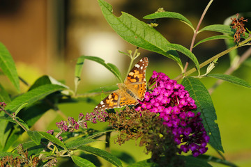 Ein Distelfalter sitzt bei Sonnenschein auf einer Blume Vanessa cardui Cynthia cardui