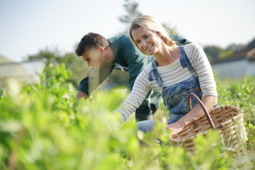 Couple of farmers picking vegetables in organic field