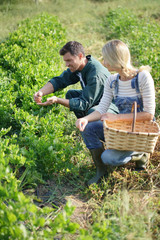 Naklejka na ściany i meble Couple of farmers picking vegetables in organic field