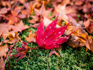 Red maple leaf fall on ground in the garden. Autumn in japan.
