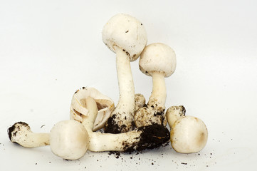 Champignons Agaricus freigestellt auf weißem Hintergrund