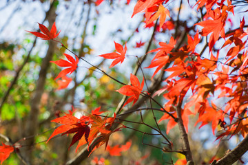 Beautiful autumn scenery at Fushoushan in Taiwan, Asia. The fallen leaves beautiful color picture.