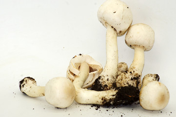 Champignons Agaricus freigestellt auf weißem Hintergrund