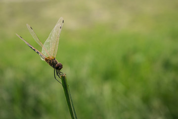 grasshopper sitting to take some rest