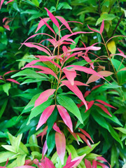 beautiful color foliage thrives in summer-fertile plants in park