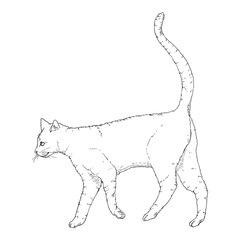 Walking Cat. Vector Sketch Feline Illustration