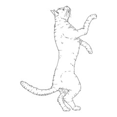 Cat on his Hind Paws. Vector Sketch Feline Illustration