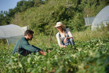 Couple of farmers picking vegetables in organic field