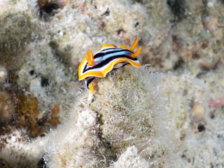 color,nudibranch,life,sea,marine,underwater,macro,animal,diving,tropical,nature,background,colorful,scuba,white,water,ocean,asia,animals,reef,yellow,beautiful,red,travel,orange,philippines,view,wild,w