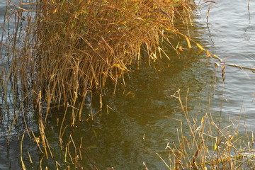 Ostsee Wustrow, Bodden, Schilf